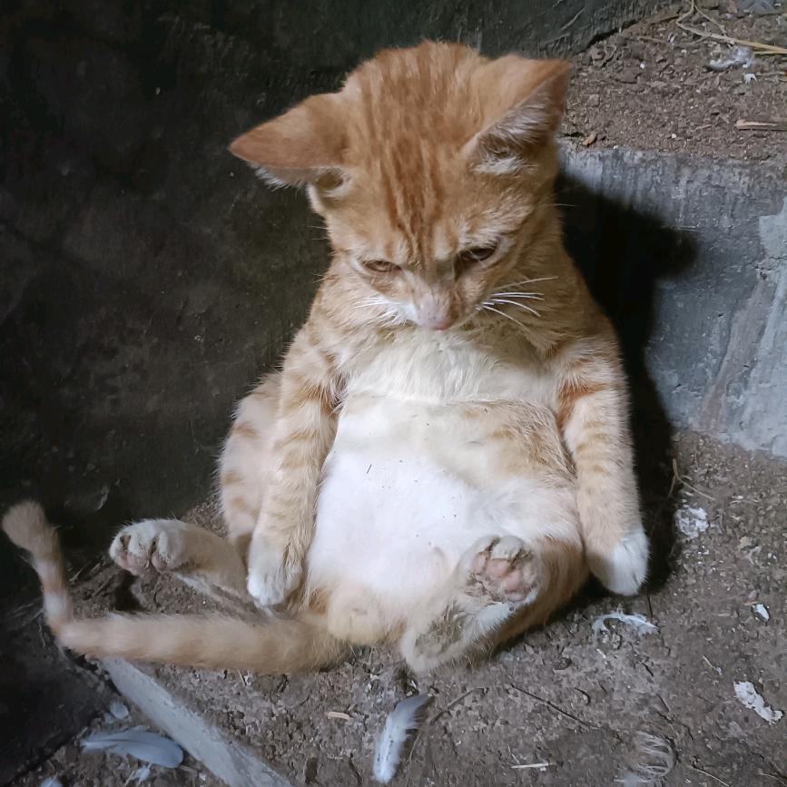 家有小橘猫