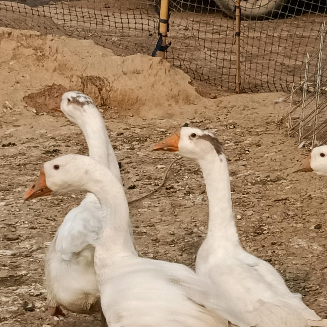 陈家养殖场欢迎你常年卖鸡鸭鹅鱼羊肉等