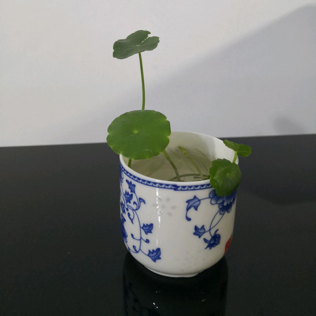 🎼素🍵☕️