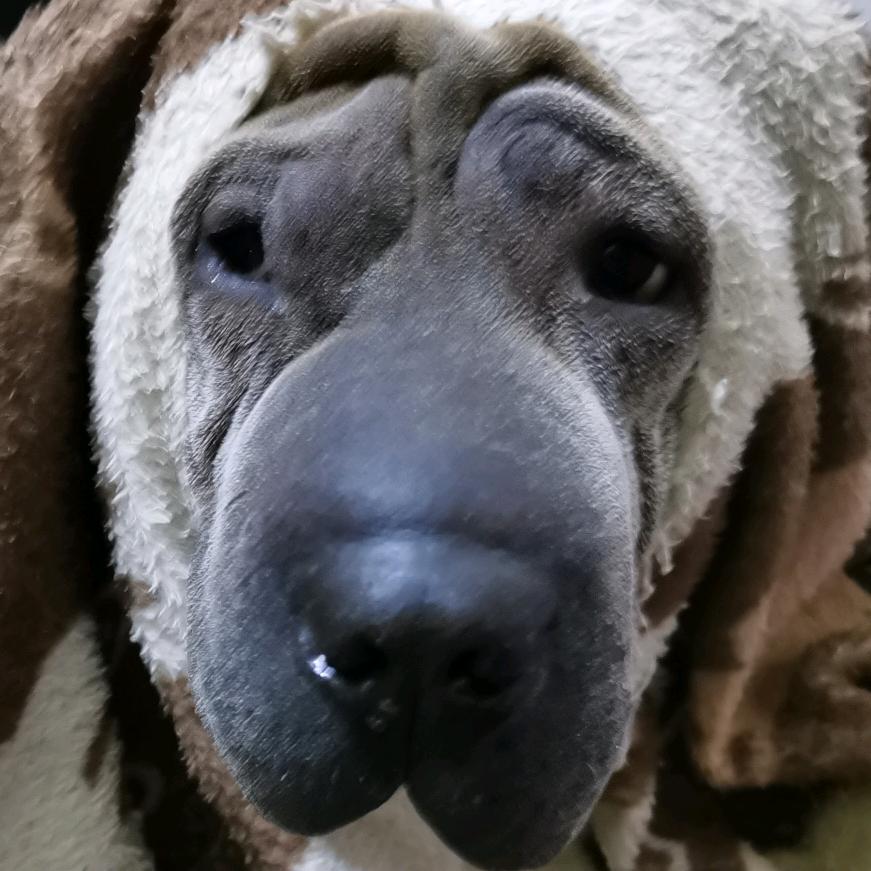 鲱鱼罐头拌黑蒜🤮🤢