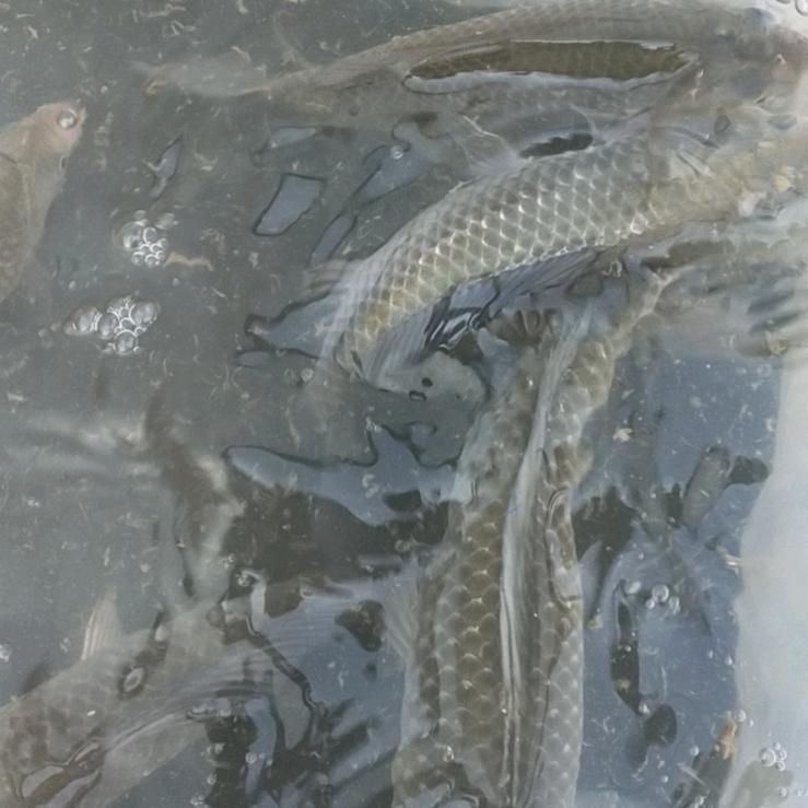 小心翼翼