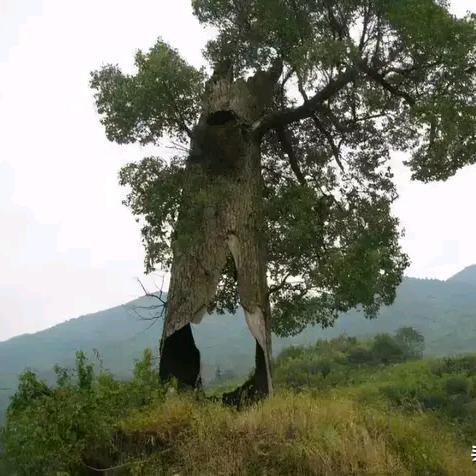 用户红石