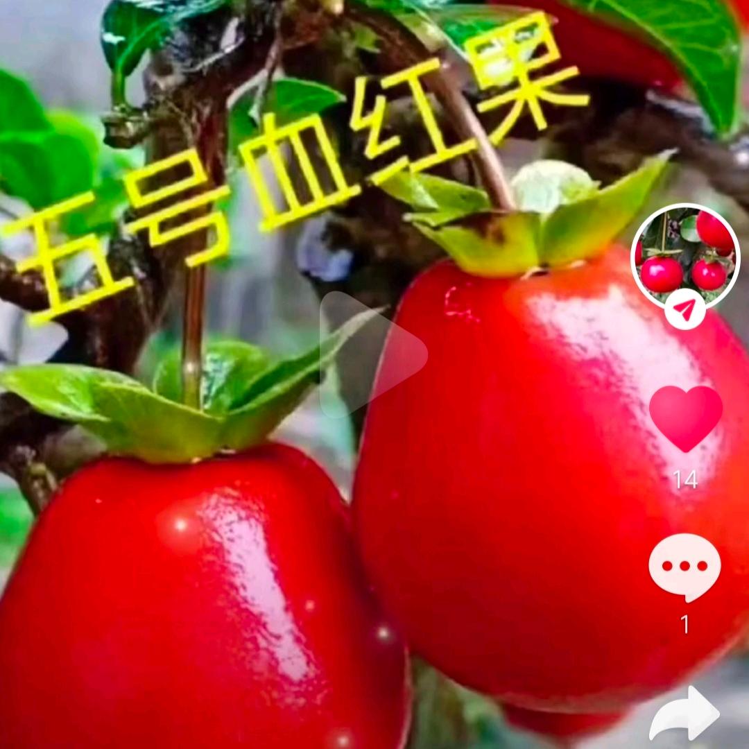 石加桩金蛋子园艺