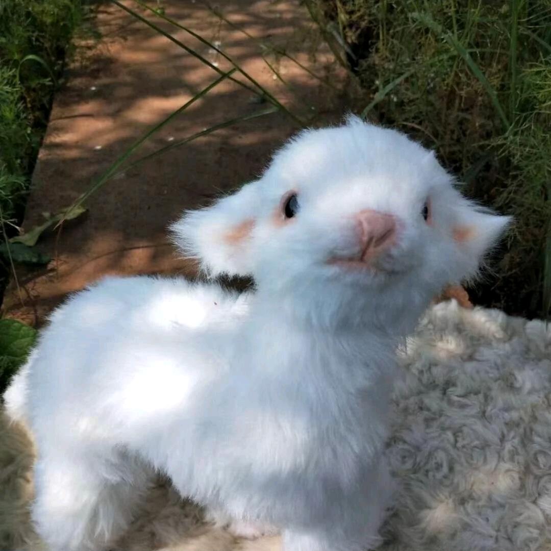 迷人的大萝贝