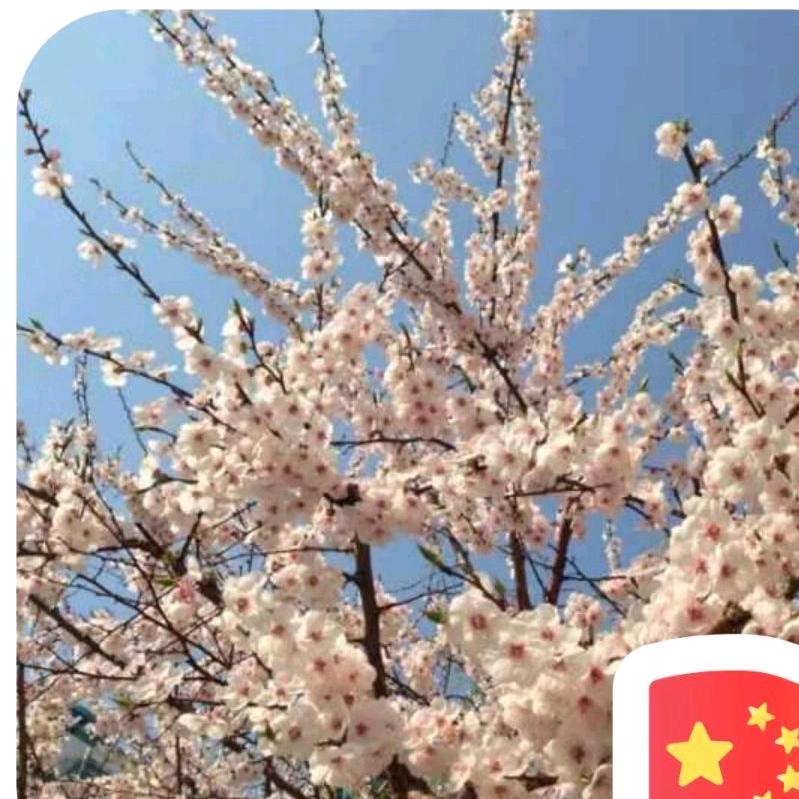正杰