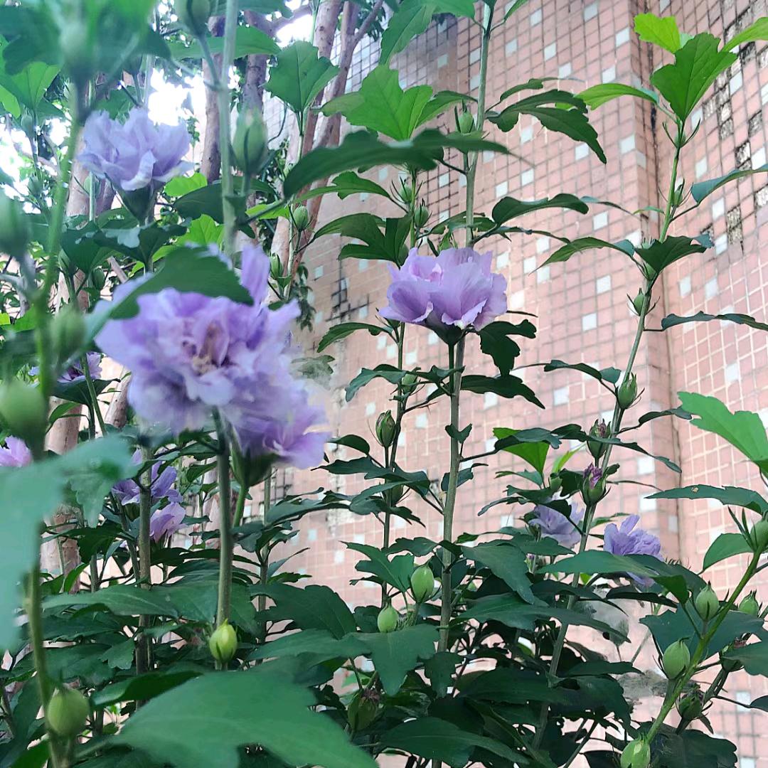80后大叔•