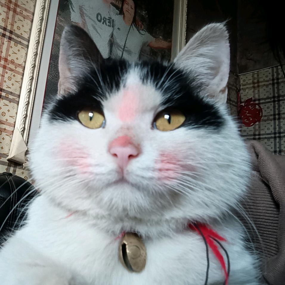 爱吃大蒜炖鱼的小猫身体棒