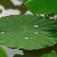 一蓑烟雨
