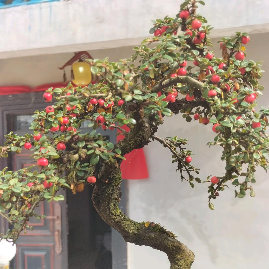 鑫陈盆景花苗圃