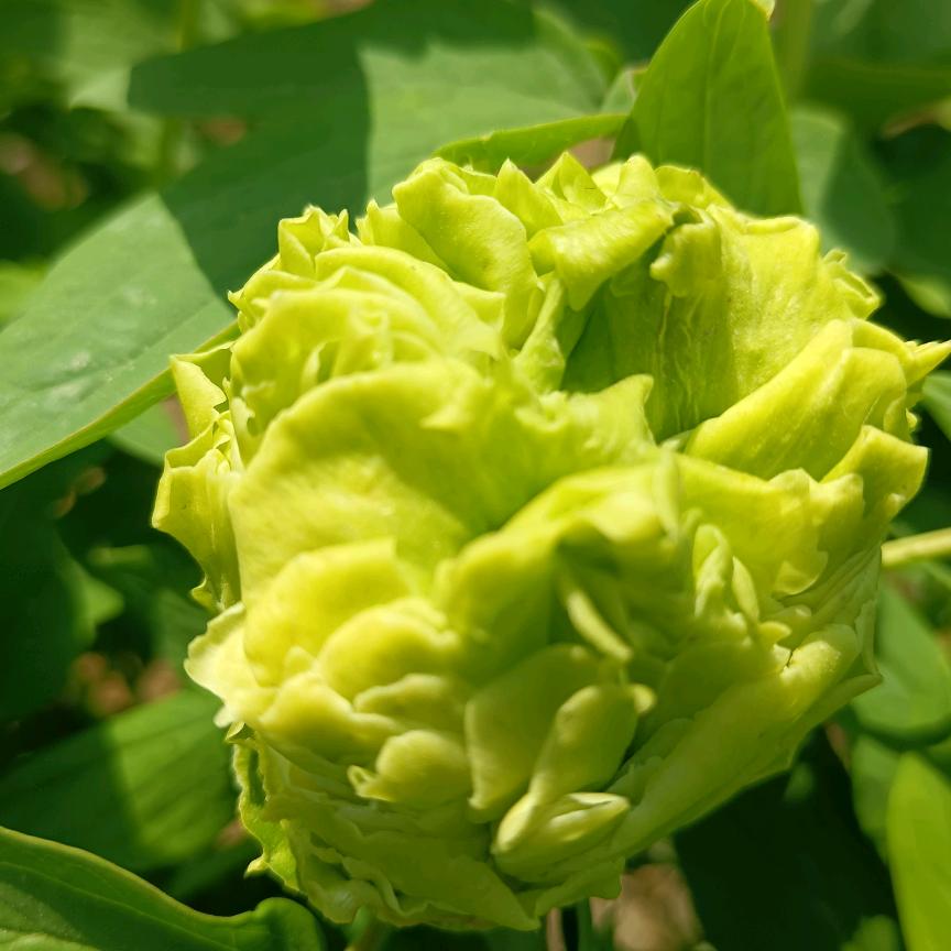 东伟牡丹种苗基地