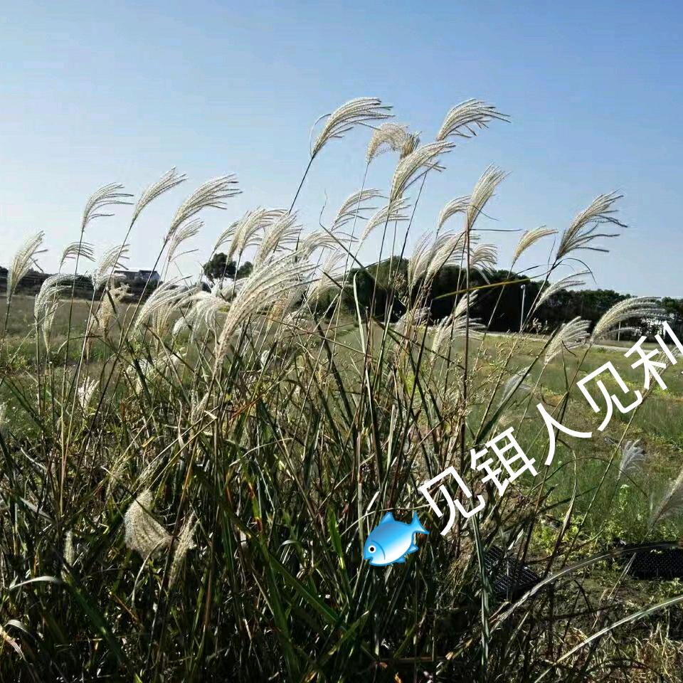 云霄上的鸟