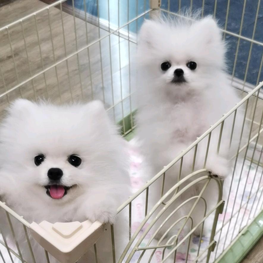 糖糖宠物用品.