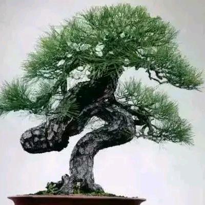 陳義龍