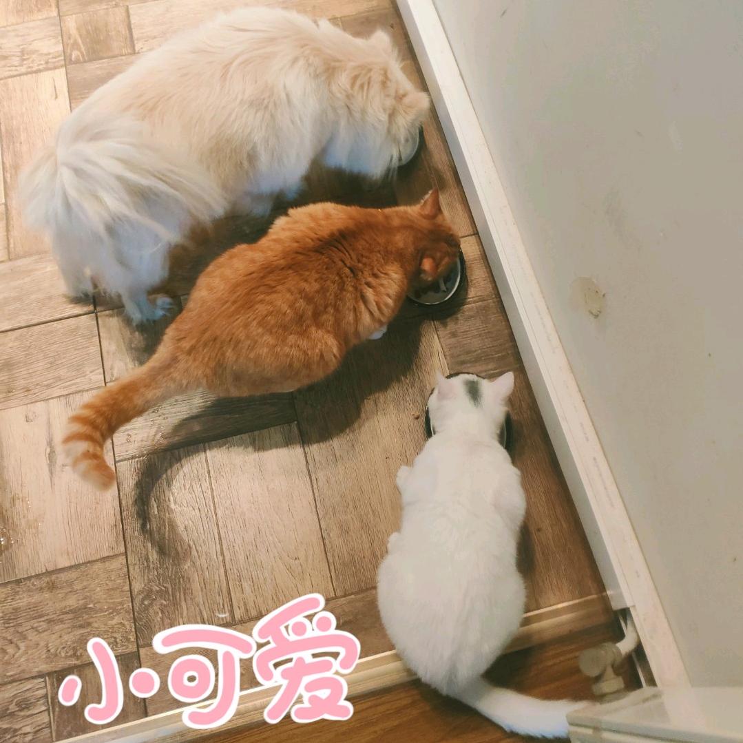 雨铃铛