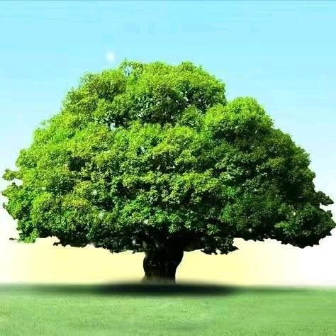 四继医疗皇后美胸美臀联合创始人