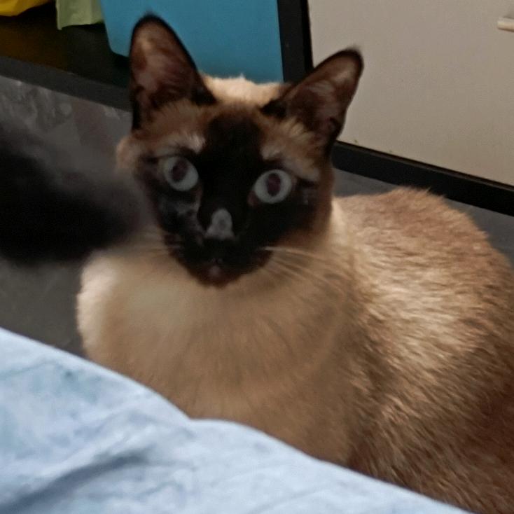 是包砸鸭（听劝养成系）🇨🇳