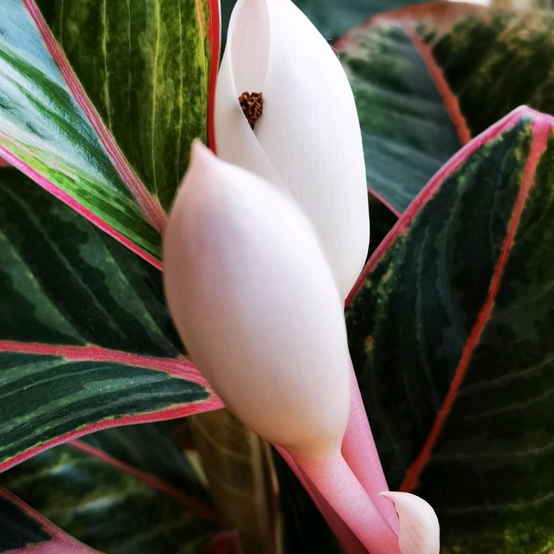 尕满子