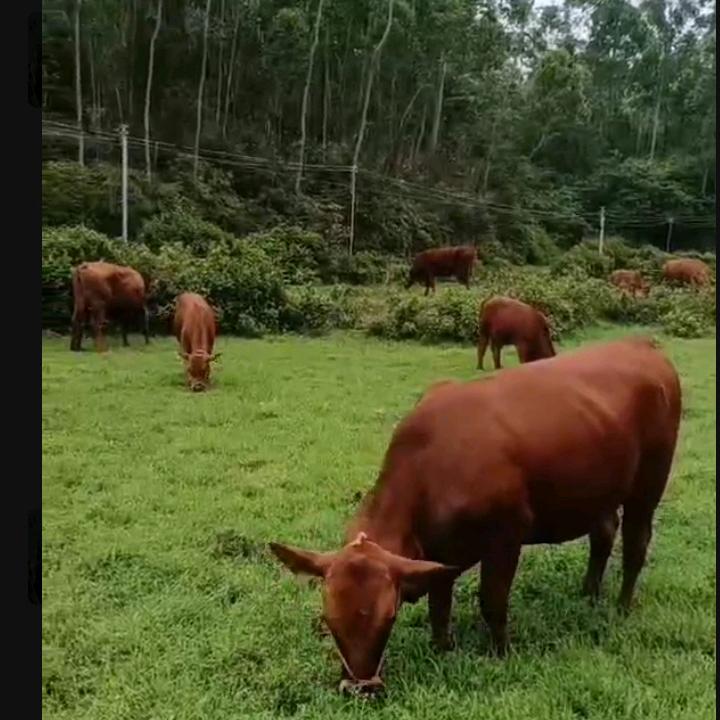 98年八步摆地摊卖鸡肉小梁