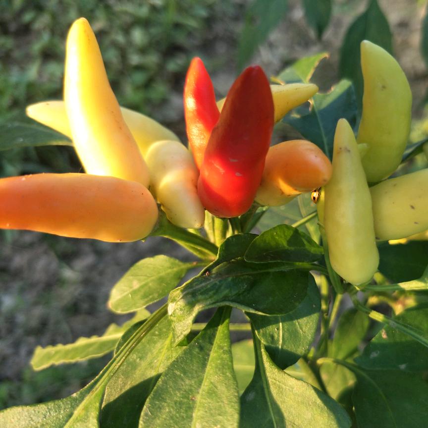 🍀一岁一枯荣🍀