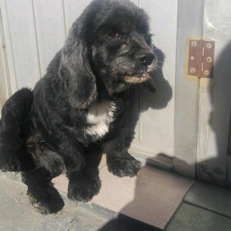 辛集市猫粮狗粮批发