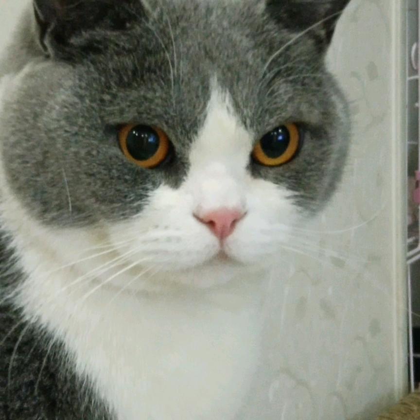 好人一生平安(橱窗有好物)