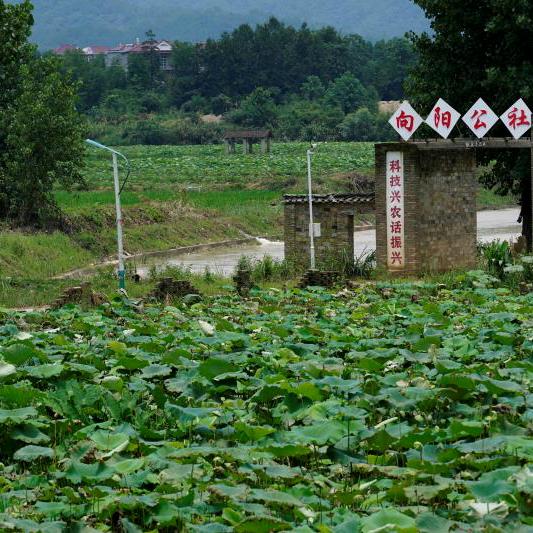 向阳公社农家乐