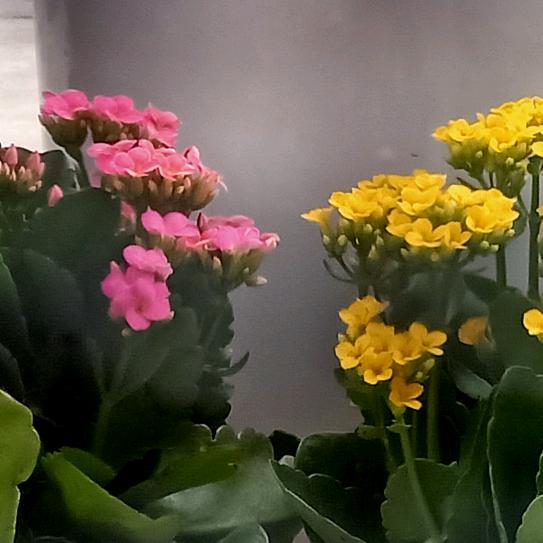 等待花开