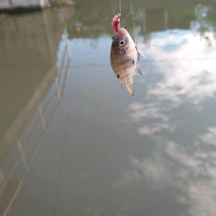 梅    烦    恼       😁
