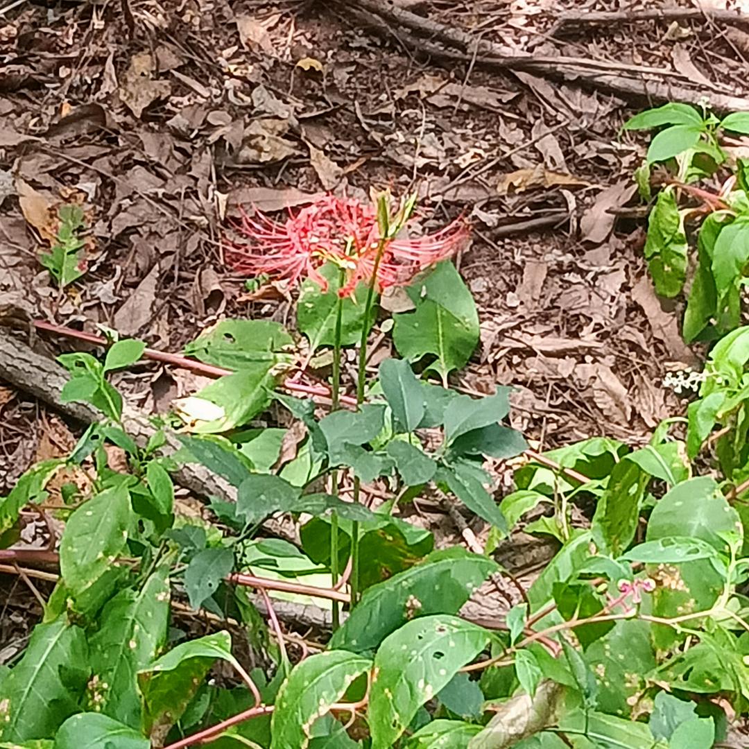 梦溪自习室彩虹🌈托管