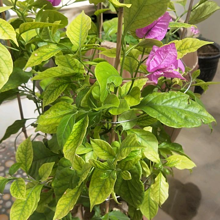 心要狠一点，负责会受伤。✪ω✪