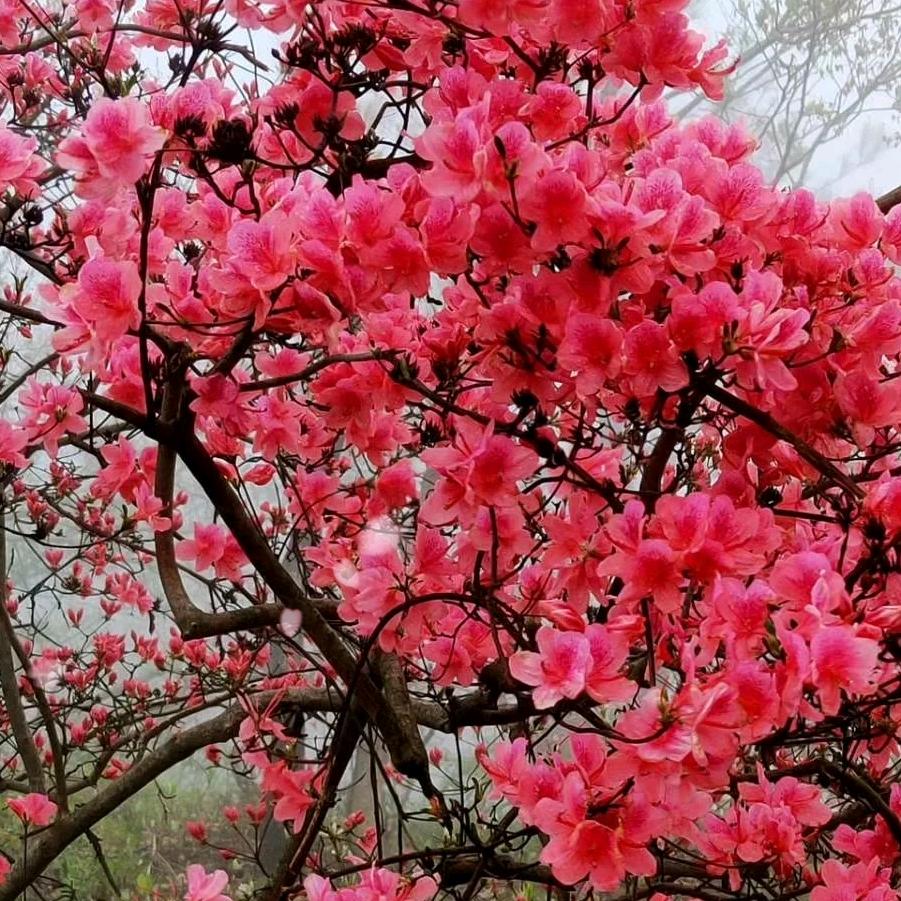 蝶恋花盆景馆个体店