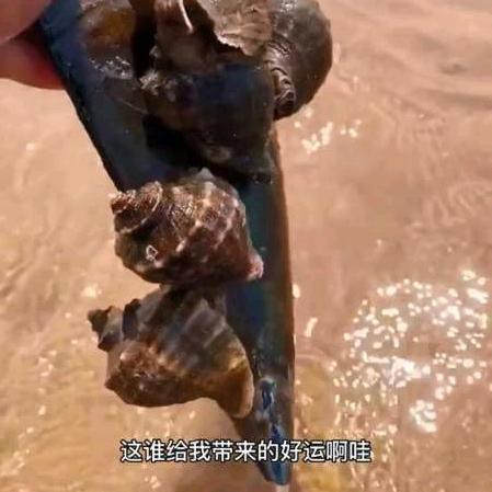大兰子爱赶海