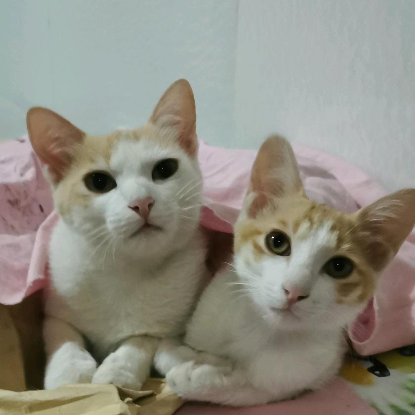 巍山西树龙金刺梨园