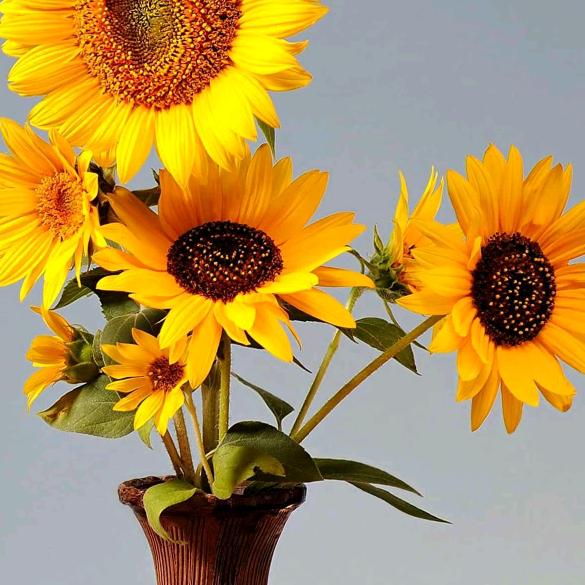 阳光总在风雨后