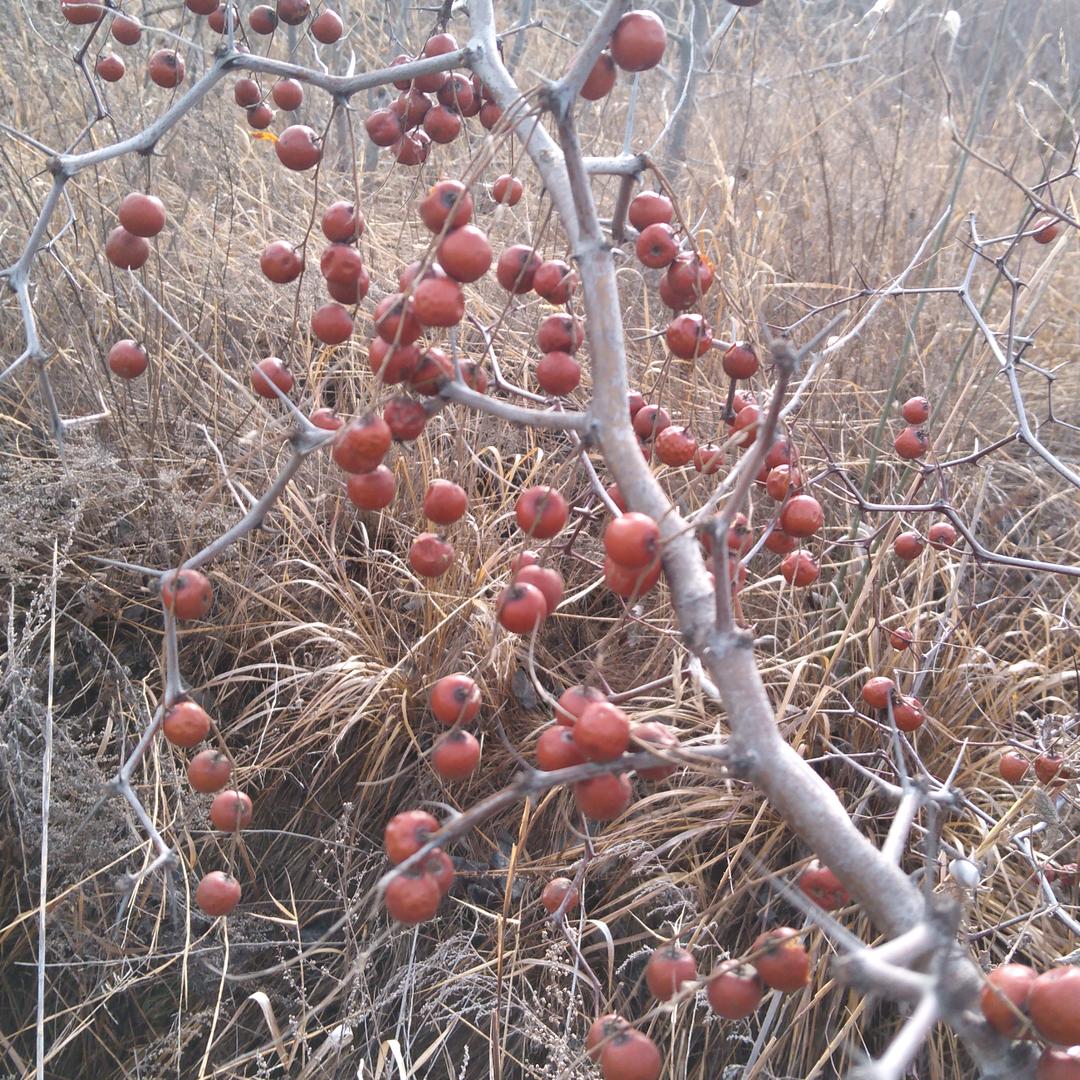 酸枣