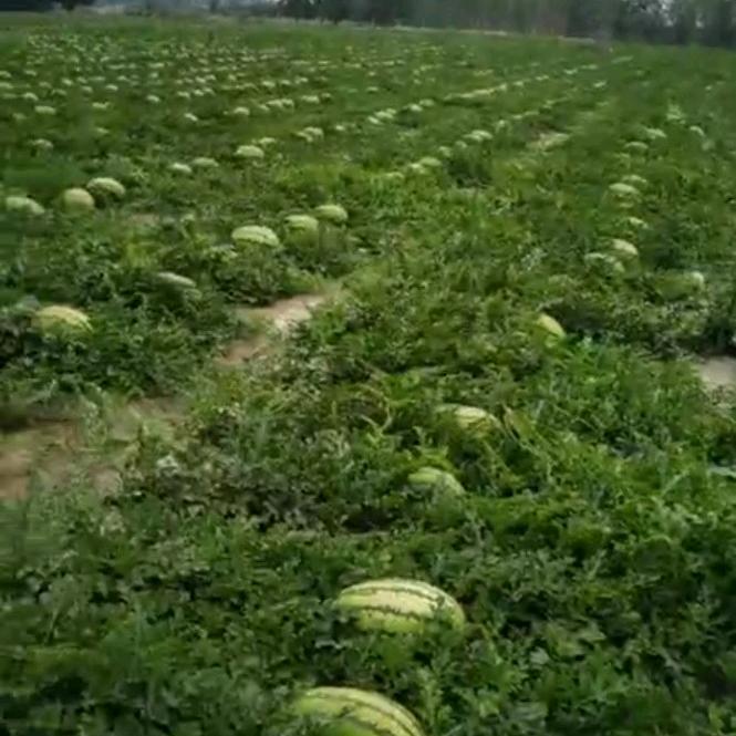 坚💪不💪可🥊🍉崔🍉🥊