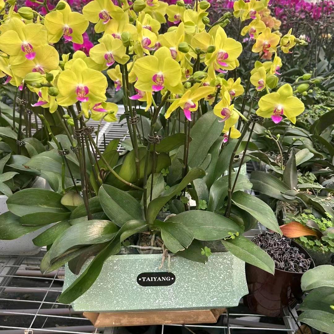 捷洋
