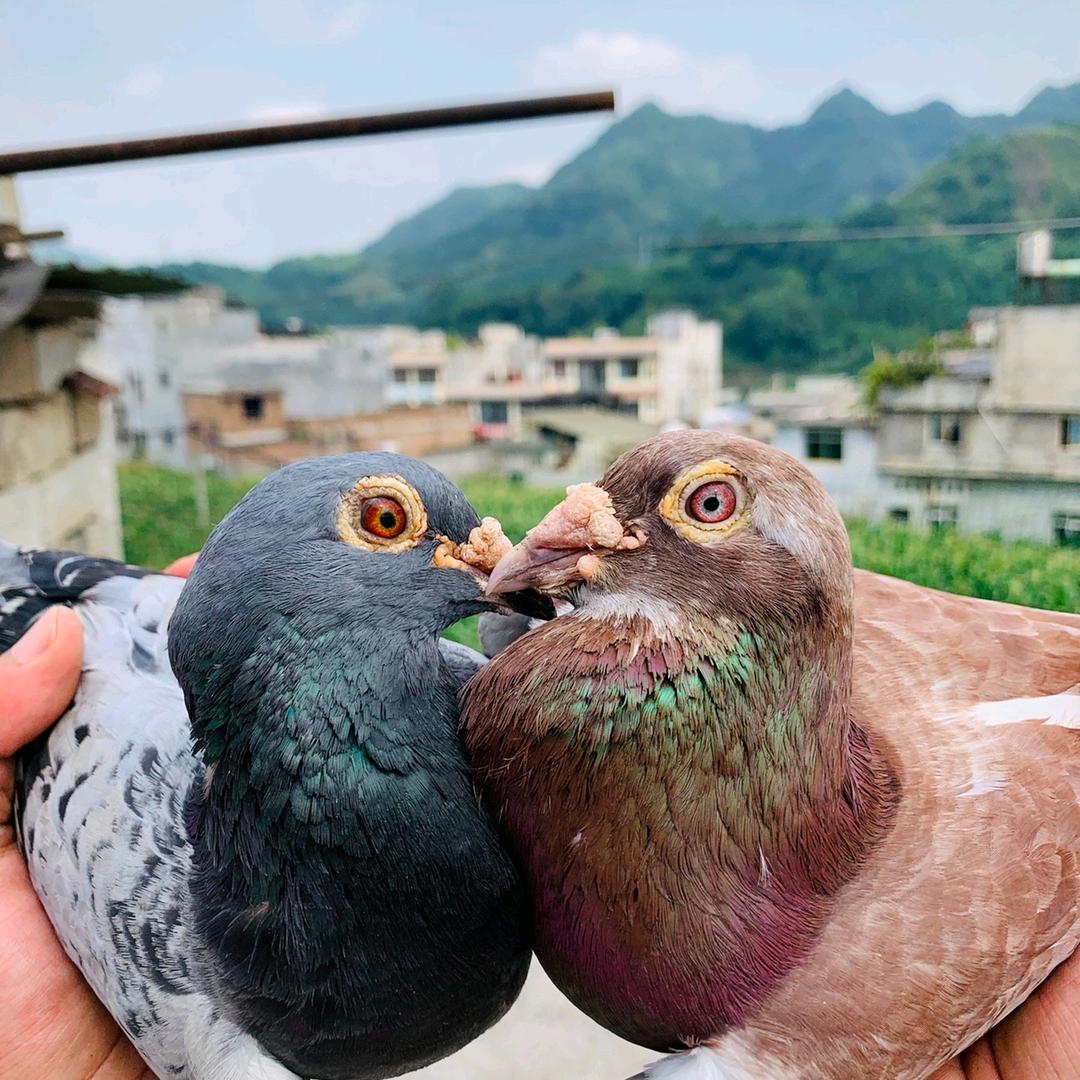 南昌新建厚田养土鸡土鸽娃（可清棚回收