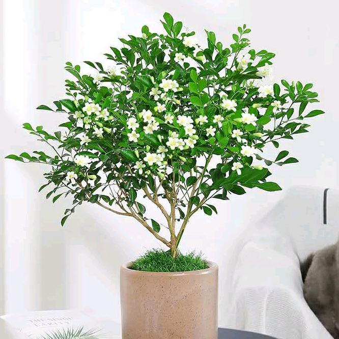 九里·香绿植花卉园