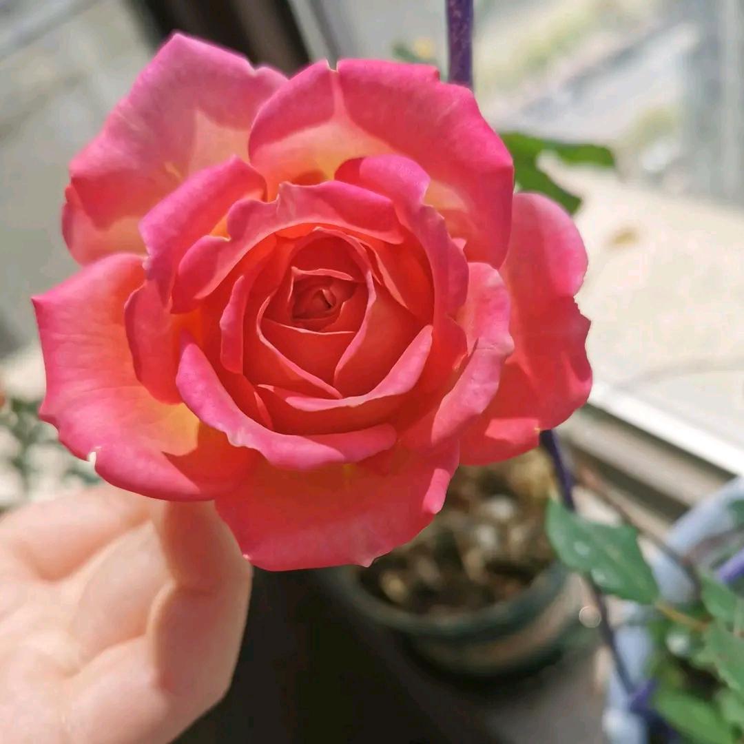 小鹏，