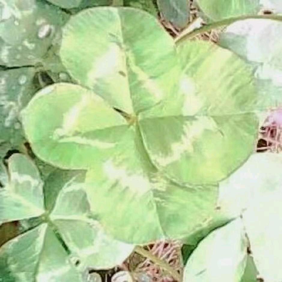 一路花开>3<
