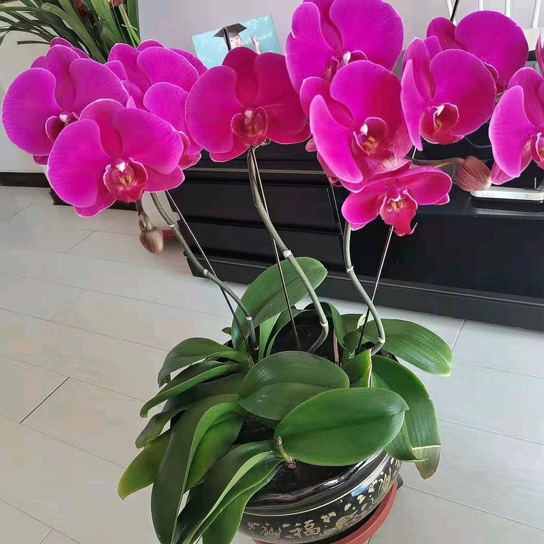 小芳
