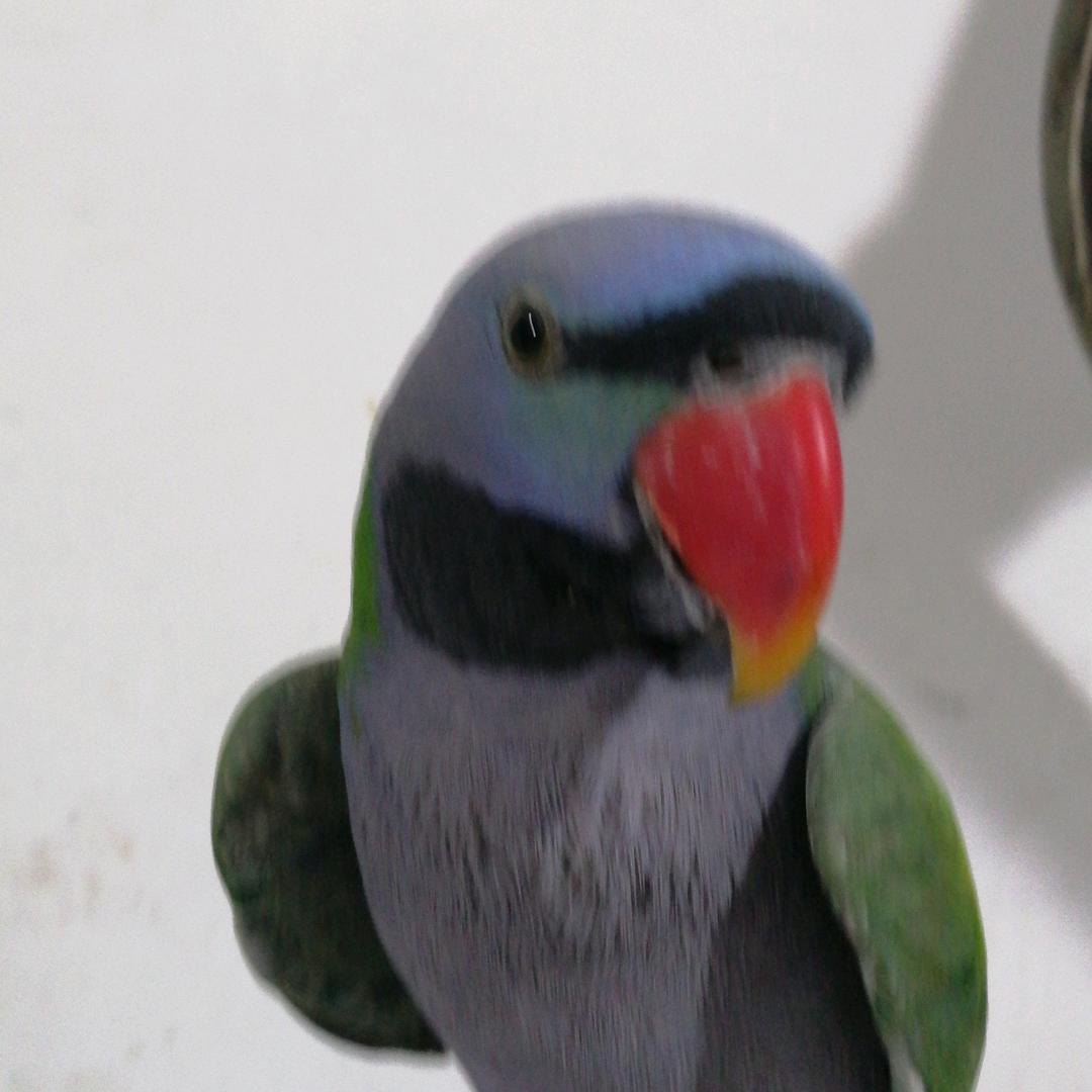 酒鹉人生《手势舞💃》