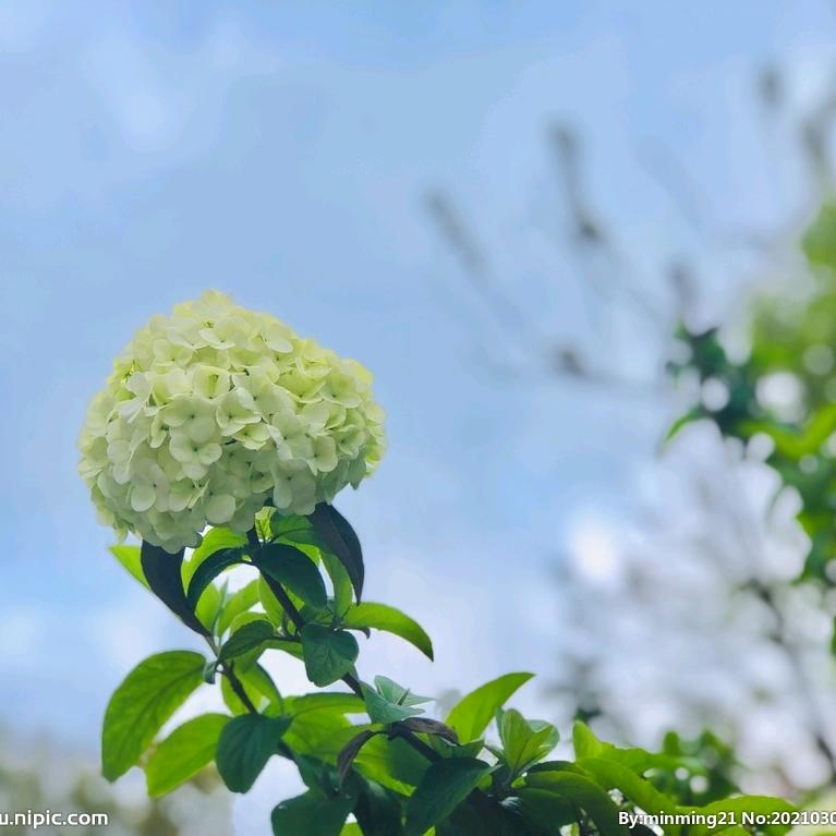 玫瑰花