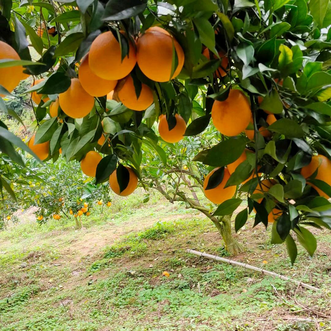 龙橘子批发。果园直销。代伴