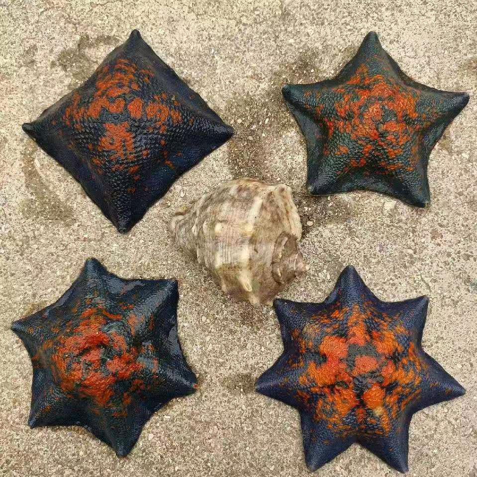 海的那一边(小左)