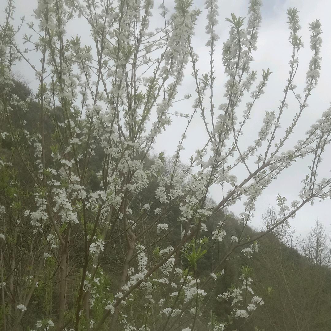 陈明群