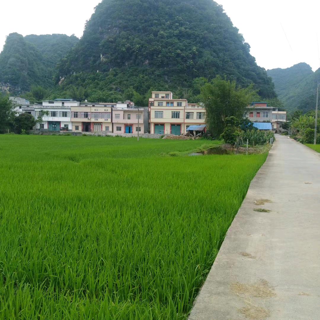 广西大新县龙门或屯