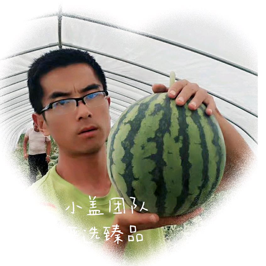 平凉小盖麒麟瓜产地代收