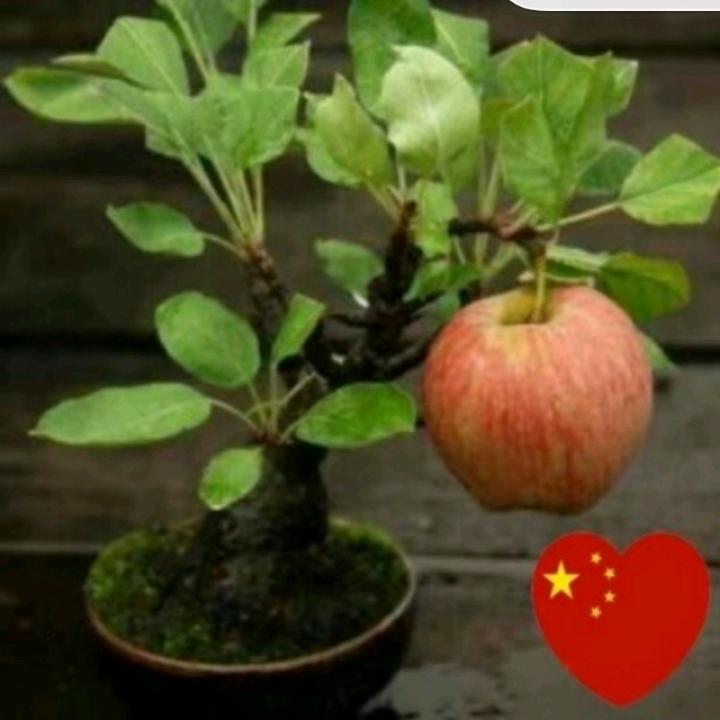 平平安安